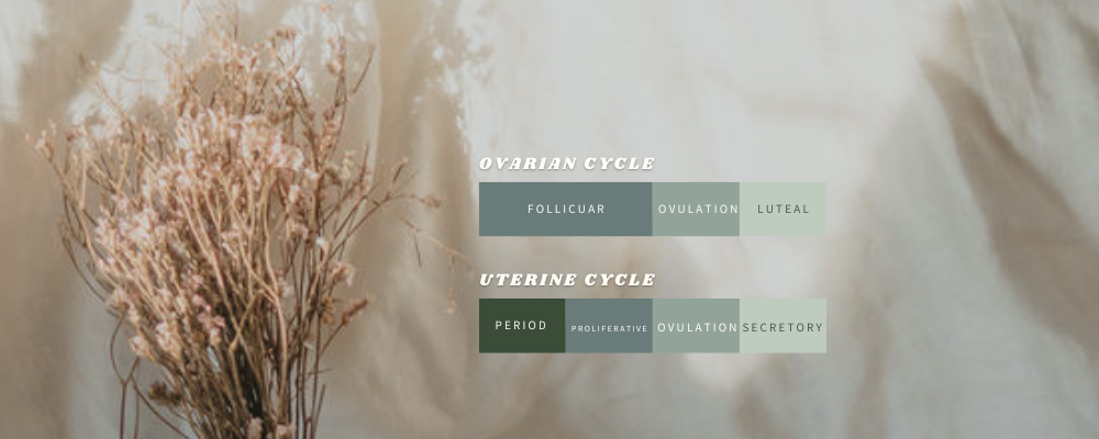 Your Menstrual Cycle(s): The ovarian cycle and the Uterine cycle